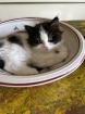 Main Coon - Perser Babys