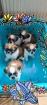 Shih Tzu Welpen 