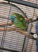 Blaustirnamazonenhahn