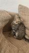 Britisch Kurzhaar Scottish Fold Mix Kitten