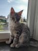 Maine Coon Kätzchen (männlich und weiblich).+37060791800
