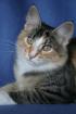 Norwegische Waldkatzen Kitten (PLZ 217xx)