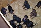 Dobermannwelpen