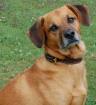 Hundeschule  Alfo 
