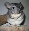 Chinchilla Harry ist einsam