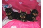 Yorkshire Terrier Welpen VDH/CYT
