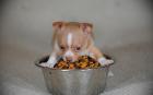 Suche chihuahua welpe