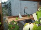 Verkaufe Nymphen und Wellensittiche in versch. Farben   Kerngesund und munter !!