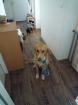 Golden Retriever  Mix , sehr lieb und verspielt, sucht neues Zuhause