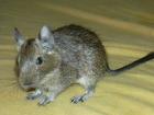 Noch 3 männliche Degu-Babys abzugeben!