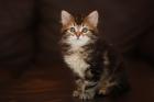 Sibirische Katzenkinder aus Bayern :-)