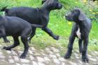 Deutsche Doggen Welpen Schwarz mit weissem Abzeichen