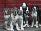 4 Doggen-Welpen  zu verkaufen!