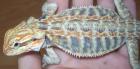 Leatherback (4 Monate) abzugeben