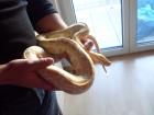 1.1 Tigerpython het Granit