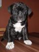Welpen der Rasse Presa Canario