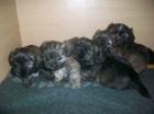 Mischling  welpen Shi -Tzu yorky edel mix 