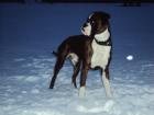 Boxer Deckrüde