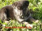 Schäferhundwelpen gesund schwarzbraun reinrassig aus super Verbindung