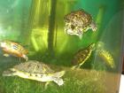 Deutsche Nachzucht2021 der Cumberland-Schmuckschildkröte (Trachemys scripta tro