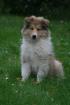 Colliewelpen,VDH-Pap.
