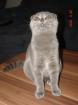 Scottish Fold/ Fahltohrkitten mit Papieren 