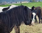 Alles für die Pferde! - Pferdepension und Jungpferdeaufzucht Gut und Günstig