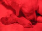 Wunderschöne Golden retriver Welpen abzugeben