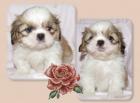 Shih Tzu Welpen dürfen zum 9.10-0.7978 ausziehen