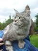 Reinrassiger Maine Coon Kater sucht neues zu Hause