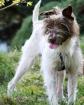 Spanischer Mischling sucht Sportfreunde