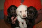 Labrador Welpen
