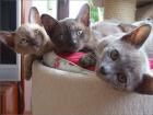 Burma Kitten