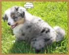 Wir dürfen ab sofort umziehen Mini Aussie Welpen