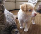 Chihuahua Welpen 