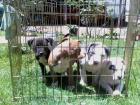 American Pitbull Welpen