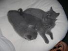 BKH Kitten zu Verkaufen