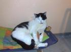 Katze Kater wird immer noch vermisst!!! 100 Euro Belohnung!!!
