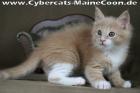 Maine-Coon-Mädchen KELLY (creme tabby/white), Hamburg
