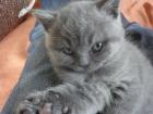 Reinrassige typvolle BKH-Kitten 