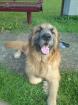 Wach hund abzugeben