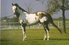 Verkaufe mein Bild von Westernheld John Wayne s Horse