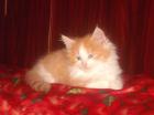 Norweger Kitten CANDACE sucht Knuddelpartner
