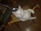 Verschenke weißen Kater 