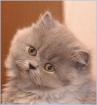 Süsse Highlander Babys suchen DICH......