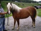 Haflinger Stute zu verkaufen.
