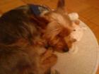 2 Jahre alter Yorkshire-Terrier  m; kastriert 