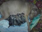 Gesunde pitbull welpen zu verkaufen