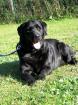 Labrador-Hündin Bonny