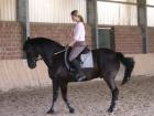 Biete Reitbeteiligung an Freizeitpferd in Alsdorf 
